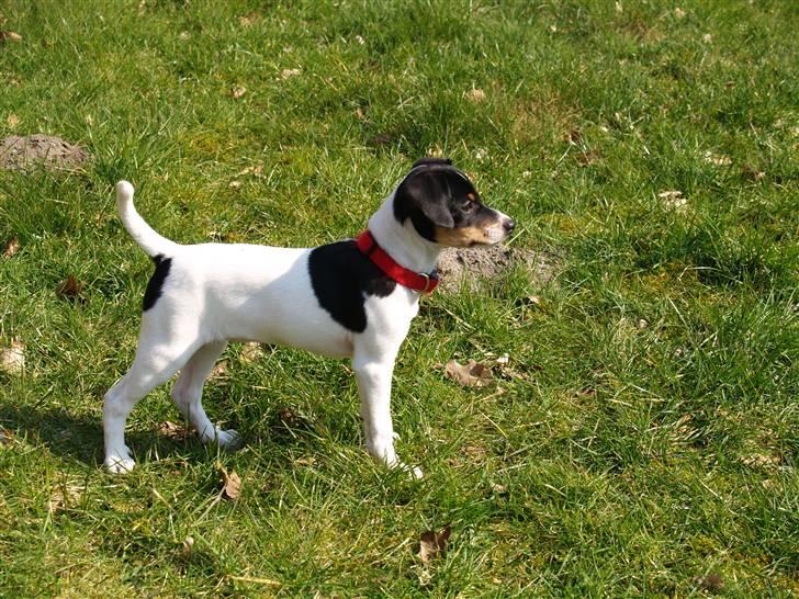 Dansk svensk gaardhund                      Sara billede 7