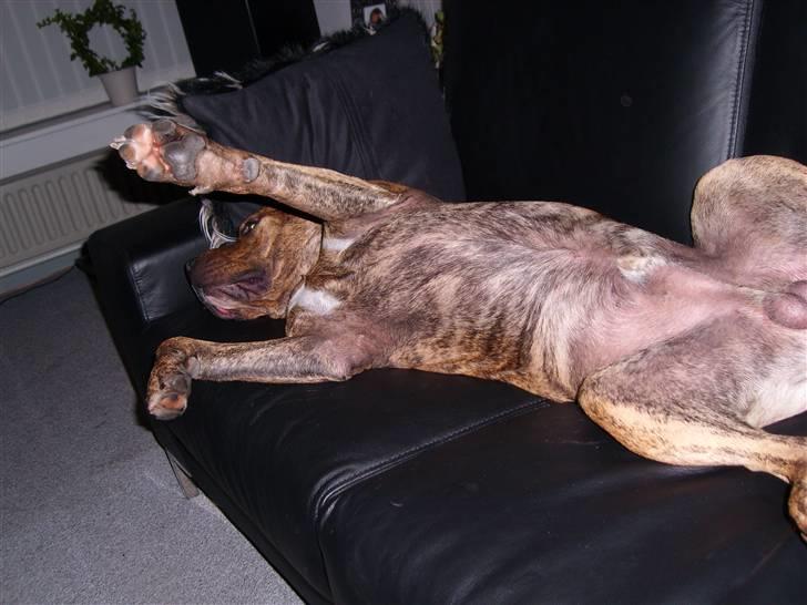 Amerikansk staffordshire terrier R.I.P True Staff Gandalf billede 6