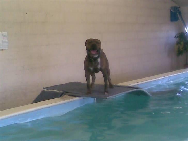 Amerikansk staffordshire terrier R.I.P True Staff Gandalf billede 7