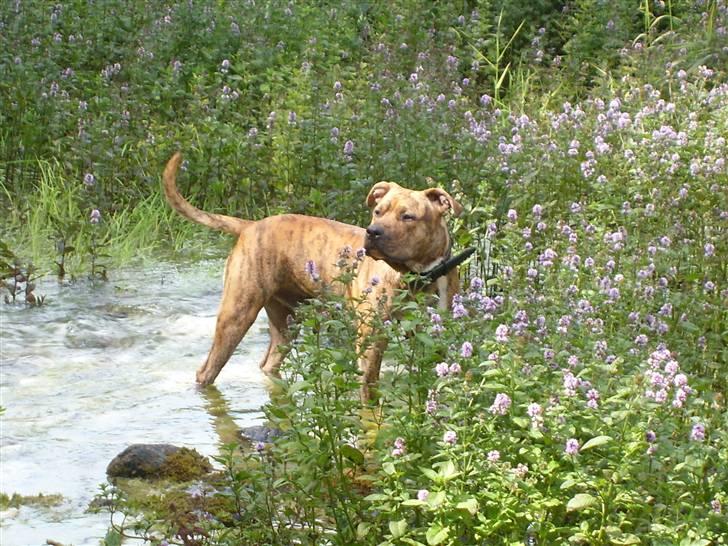 Amerikansk staffordshire terrier R.I.P True Staff Gandalf billede 8