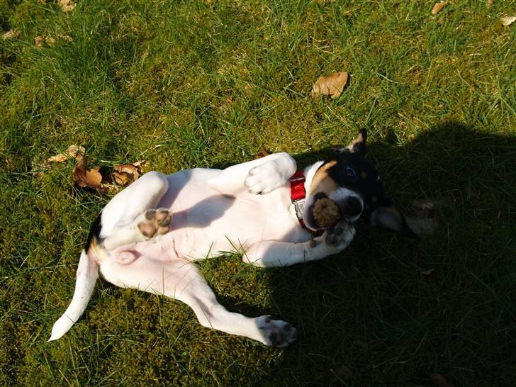 Dansk svensk gaardhund                      Sara billede 8