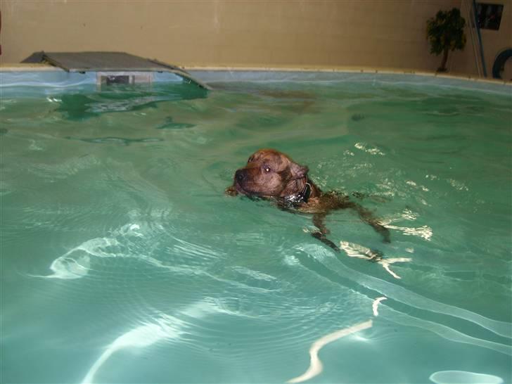 Amerikansk staffordshire terrier R.I.P True Staff Gandalf billede 9