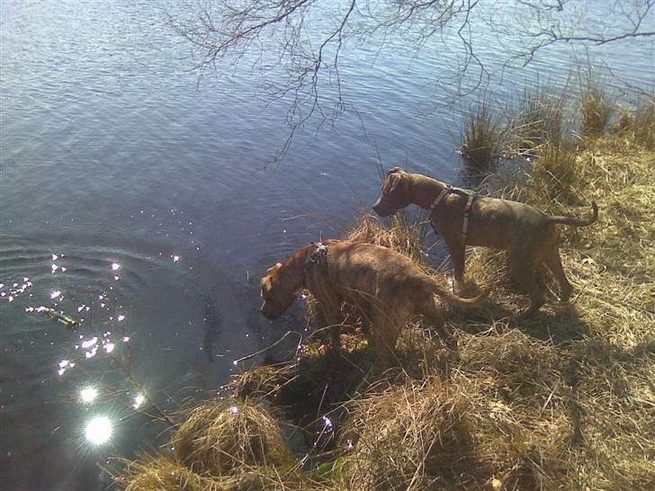 Amerikansk staffordshire terrier R.I.P True Staff Gandalf billede 10