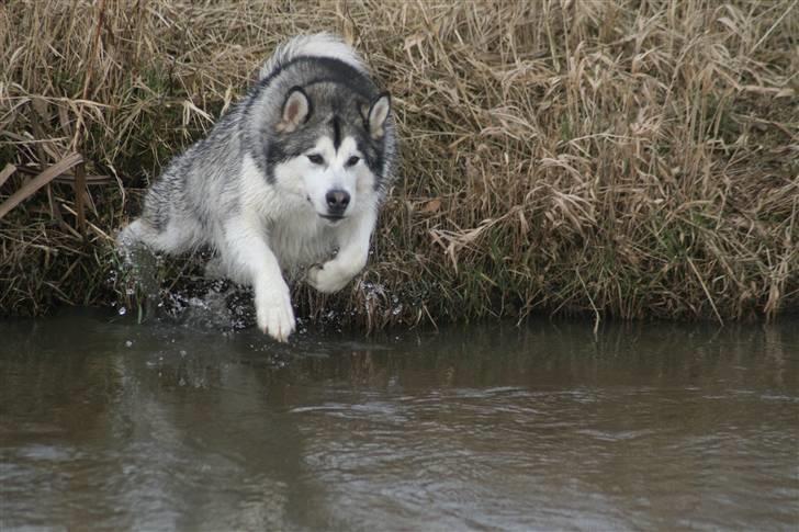 Alaskan malamute Isack (Dario Møller) - Elsker at lave en mave plasker ;0) billede 12