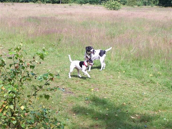 Dansk svensk gaardhund                      Sara billede 9