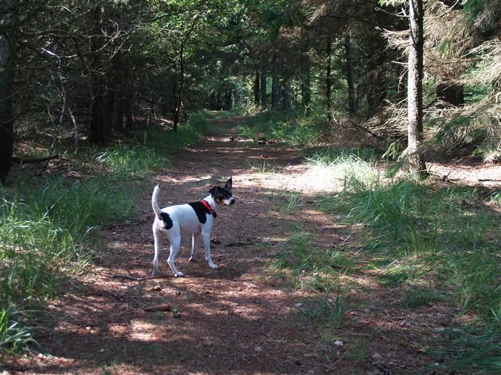 Dansk svensk gaardhund                      Sara billede 10
