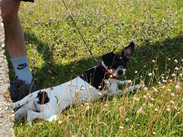 Dansk svensk gaardhund                      Sara billede 11
