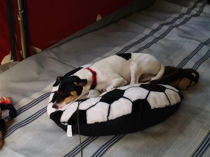 Dansk svensk gaardhund                      Sara billede 12