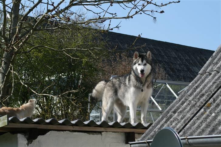 Alaskan malamute Isack (Dario Møller) - Så er jeg på taget, det er utroligt hvad man kan når man er en malamut billede 13