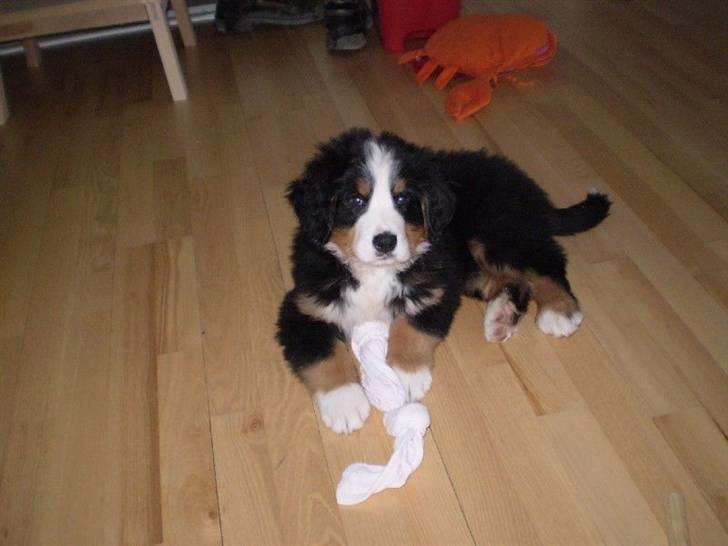 Berner sennenhund Morgan billede 16