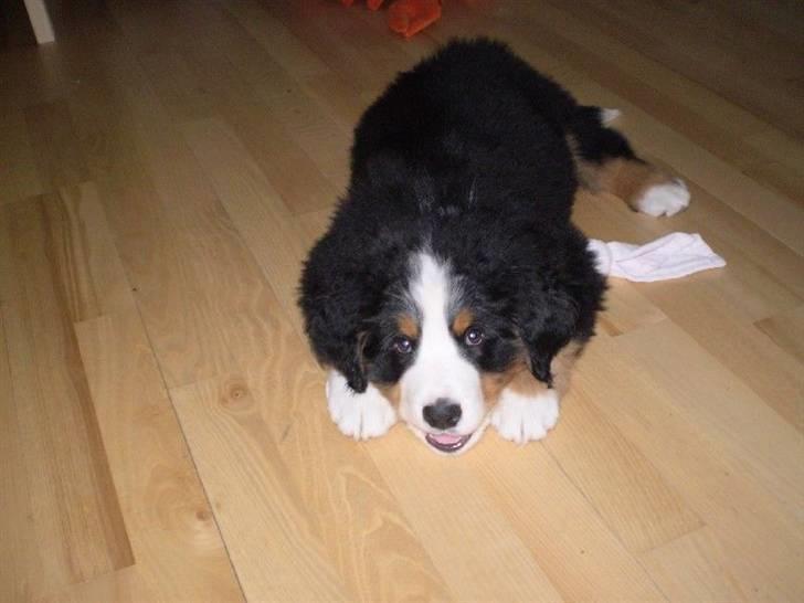 Berner sennenhund Morgan billede 17