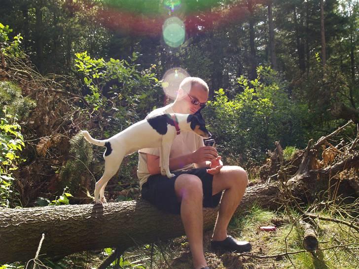 Dansk svensk gaardhund                      Sara billede 13