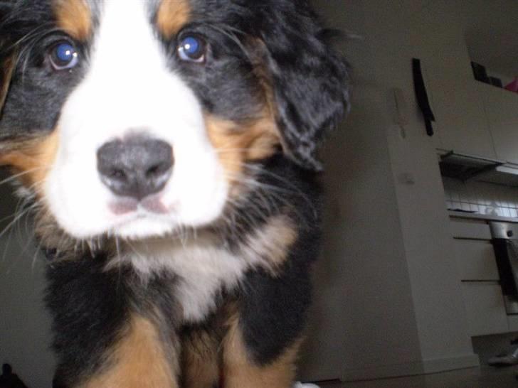 Berner sennenhund Morgan billede 18