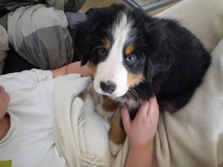 Berner sennenhund Morgan billede 19