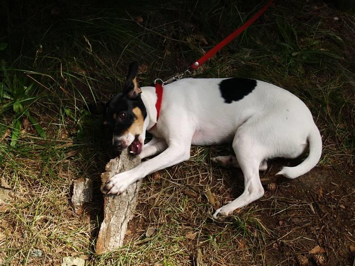 Dansk svensk gaardhund                      Sara billede 14