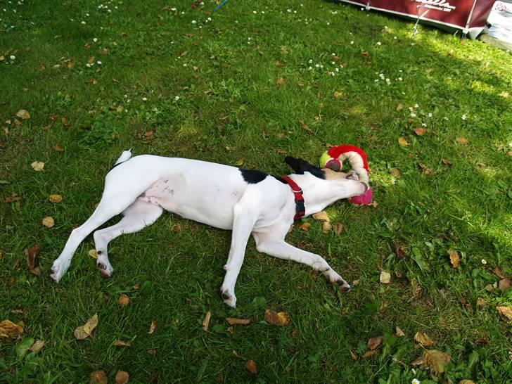 Dansk svensk gaardhund                      Sara billede 15