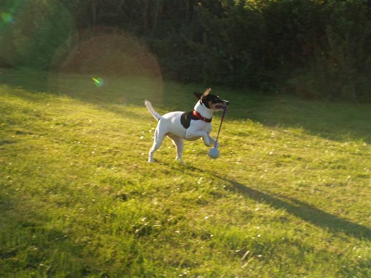 Dansk svensk gaardhund                      Sara billede 16