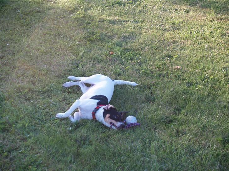 Dansk svensk gaardhund                      Sara billede 17