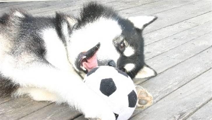 Alaskan malamute Chinuq billede 9