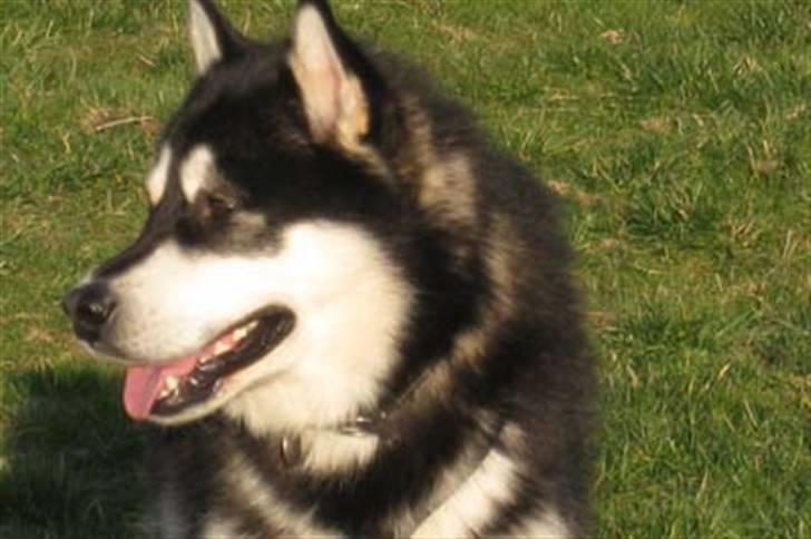 Alaskan malamute Chinuq billede 10