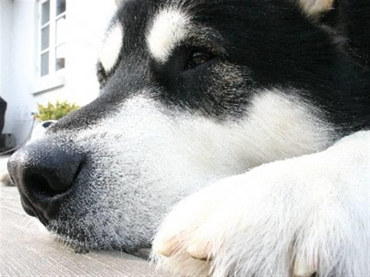Alaskan malamute Chinuq billede 11