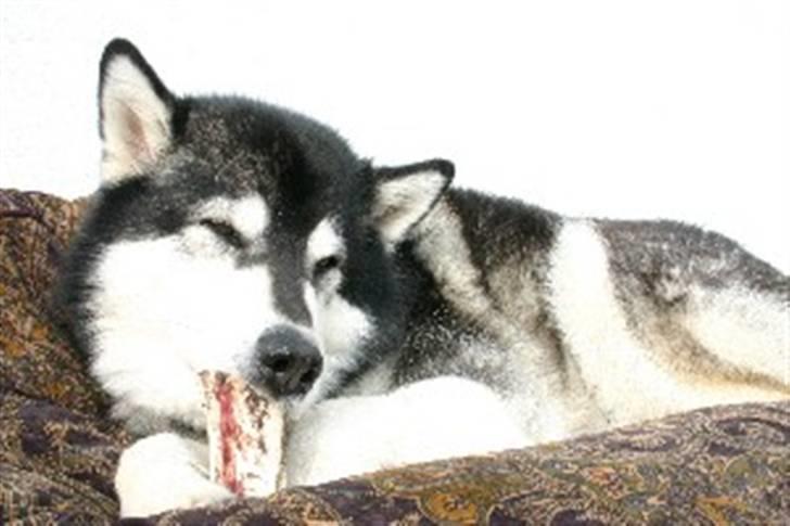 Alaskan malamute Nuna billede 11