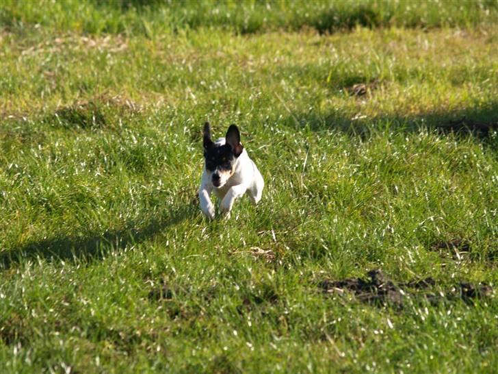 Dansk svensk gaardhund                      Sara billede 18