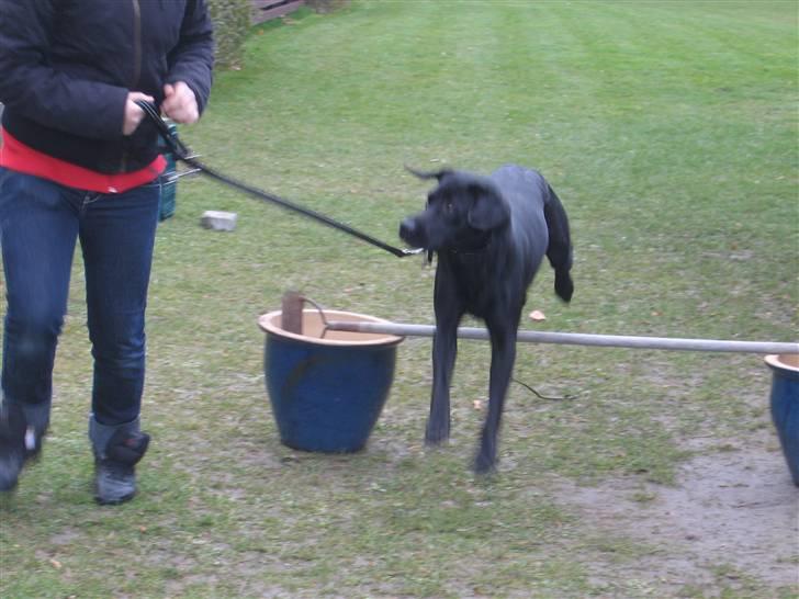 Labrador retriever Sammi R.I.P  - Wee .. <3 billede 16