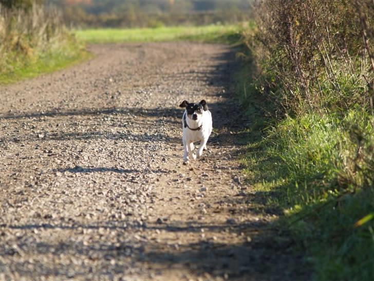 Dansk svensk gaardhund                      Sara billede 19