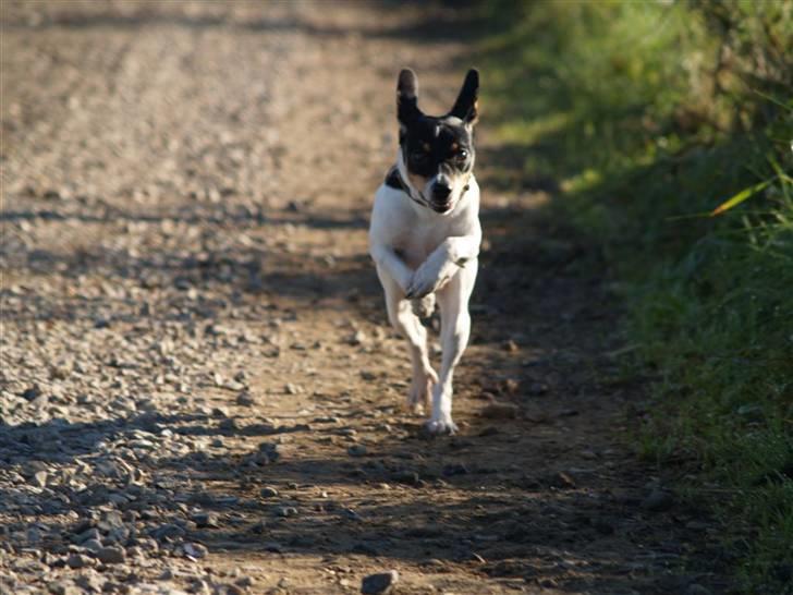 Dansk svensk gaardhund                      Sara billede 20