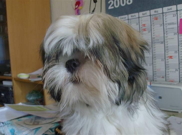 Lhasa apso COCIO VON MOISEN billede 15