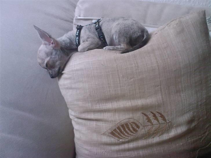 Chihuahua Pino R.I.P billede 8