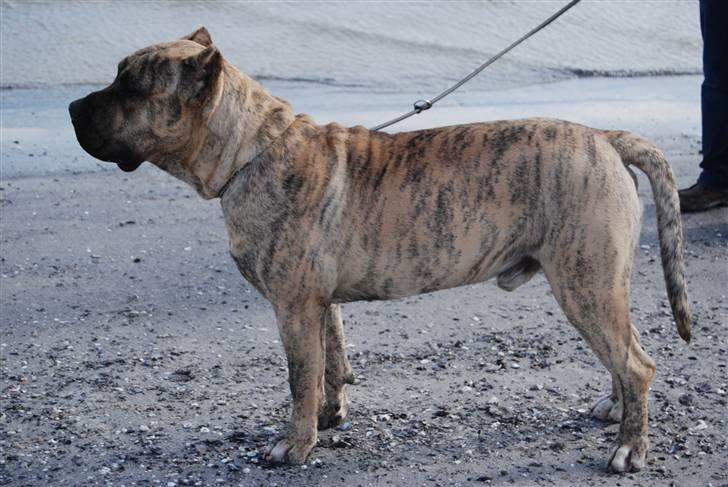 Dogo canario Toro de Canmuç billede 13