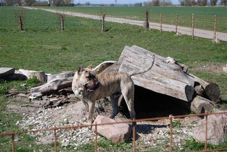 Dogo canario Toro de Canmuç billede 14
