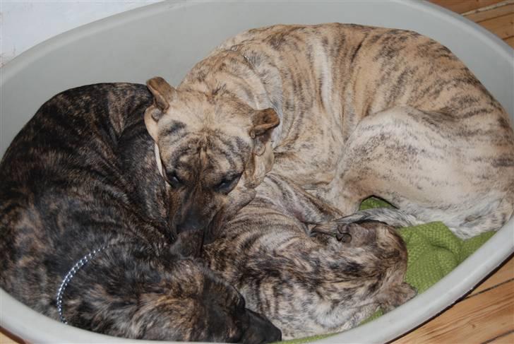 Dogo canario Ivana Campeon billede 9