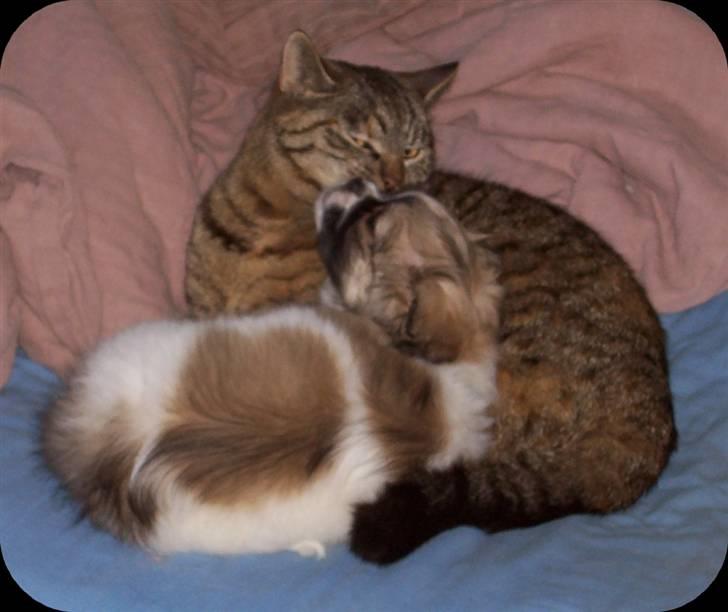 Tibetansk spaniel Sweetie (Mor til 4) - Hende Kinsa er nu ret sød billede 9