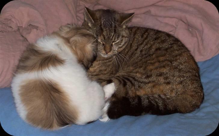 Tibetansk spaniel Sweetie (Mor til 4) - Hun skal da lige have et lille kys billede 10