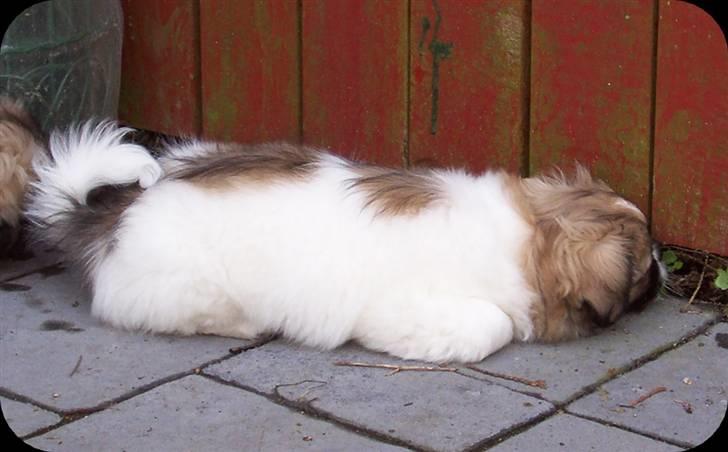 Tibetansk spaniel Sweetie (Mor til 4) - Det ser altså ud til at være meget sjovere på den anden side af hegnet billede 11