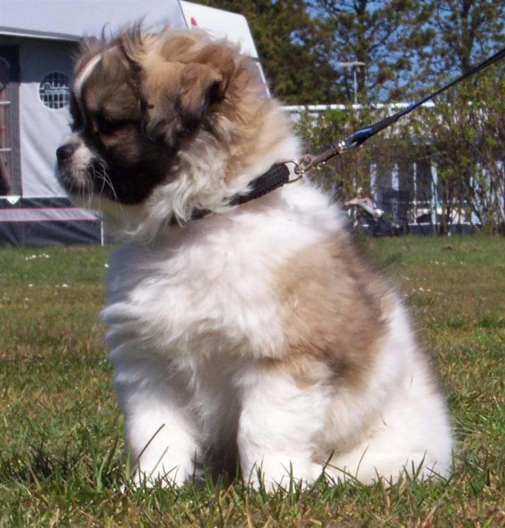 Tibetansk spaniel Sweetie (Mor til 4) - Jeg holder lige øje med det hele billede 12