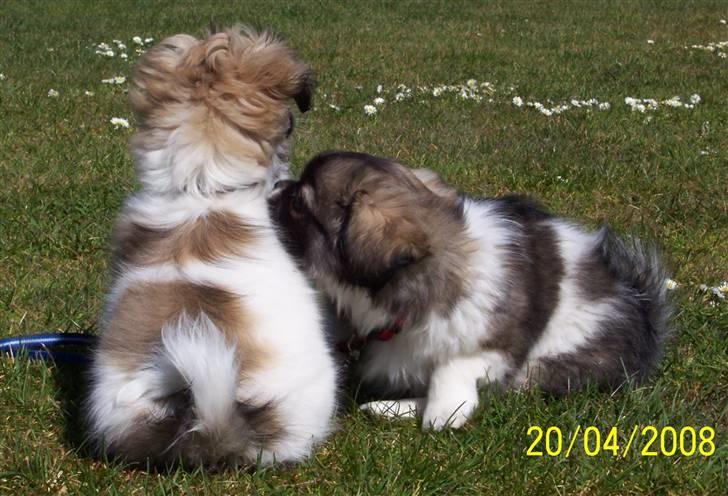 Tibetansk spaniel Sweetie (Mor til 4) - Hurra! Jeg fik lov til at komme på besøg hos min søster Silke billede 13