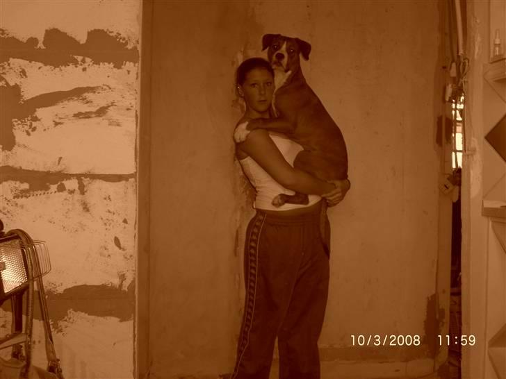 Amerikansk staffordshire terrier Donna  - Donna&mor , Hun tror stadig hun er en lille baby som man kan bære rundt på :D billede 2