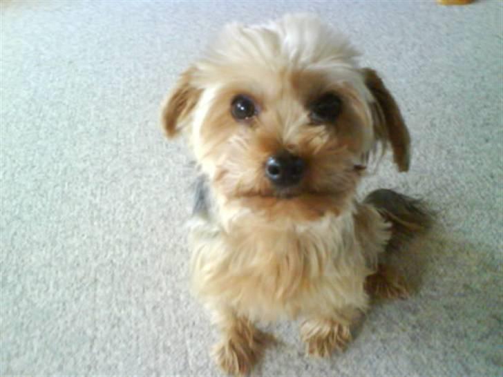 Yorkshire terrier  » Chilli « billede 18