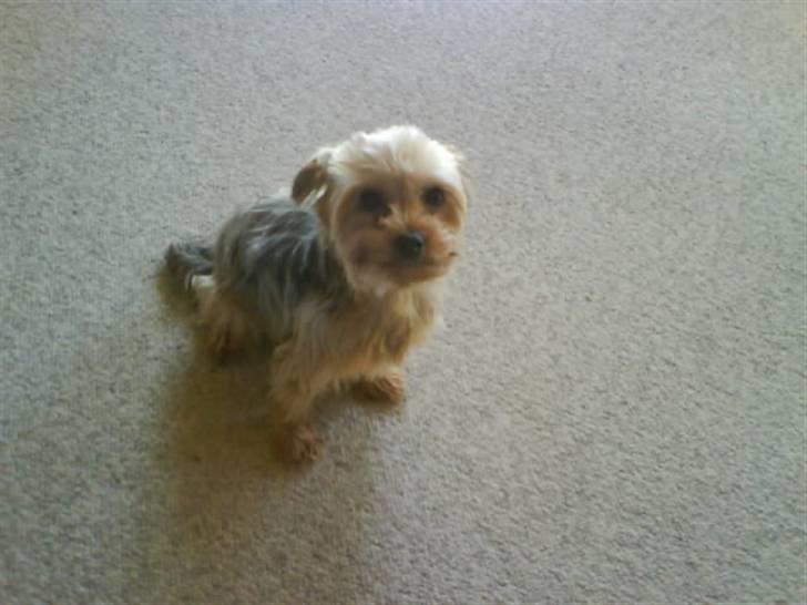 Yorkshire terrier  » Chilli « billede 19