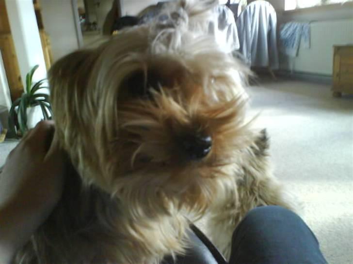Yorkshire terrier  » Chilli « billede 20
