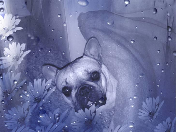 Fransk bulldog Lancomés   Trunte R.I.P billede 17