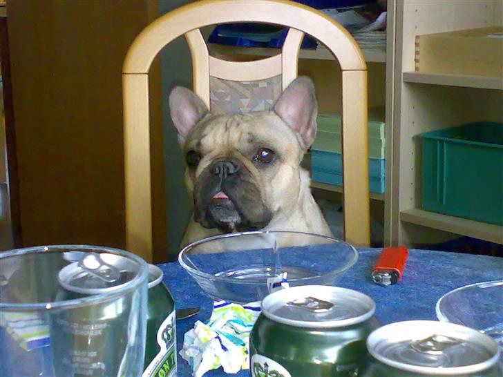 Fransk bulldog Lancomés   Trunte R.I.P - hvaaaa  skal vi snart spise ?? billede 18