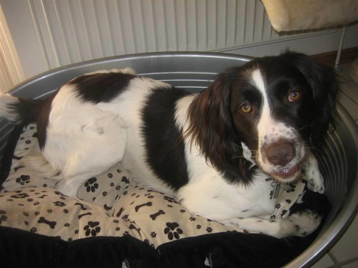 Kleiner münsterländer Santo billede 2