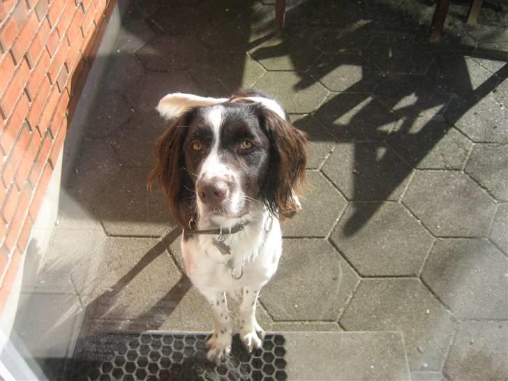 Kleiner münsterländer Santo billede 3