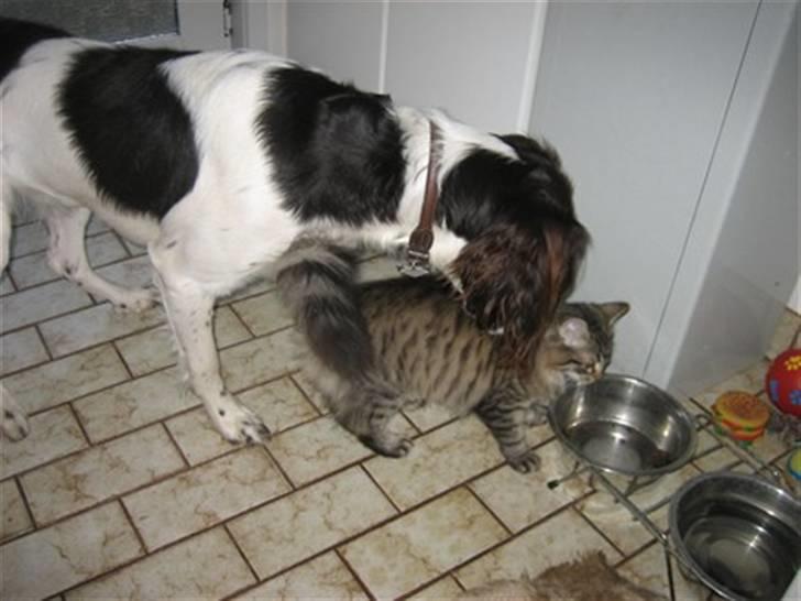 Kleiner münsterländer Santo billede 4