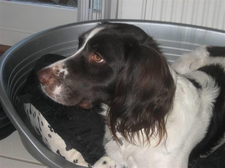 Kleiner münsterländer Santo billede 5